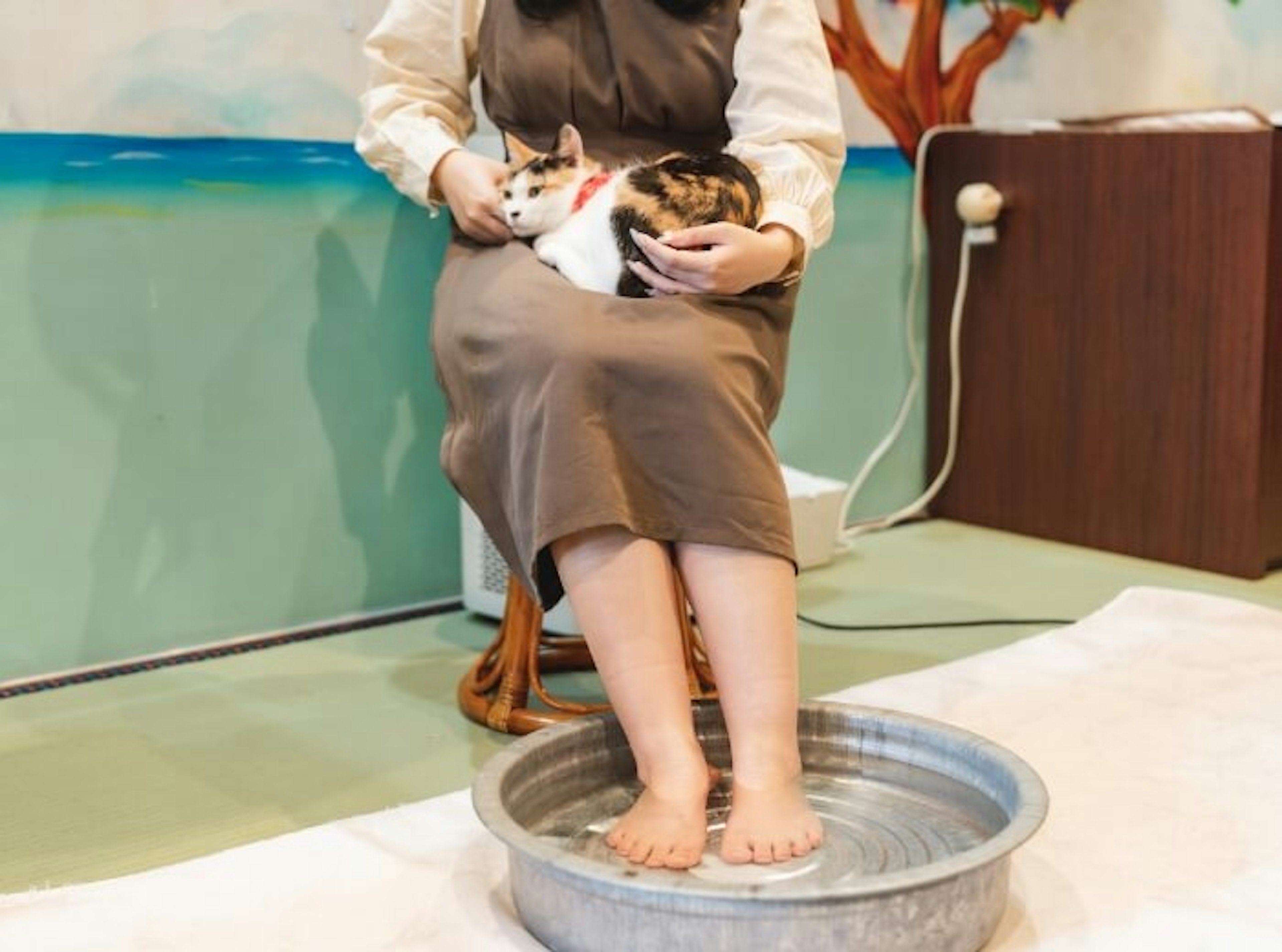 猫カフェで癒しの足湯と猫とのふれあい体験