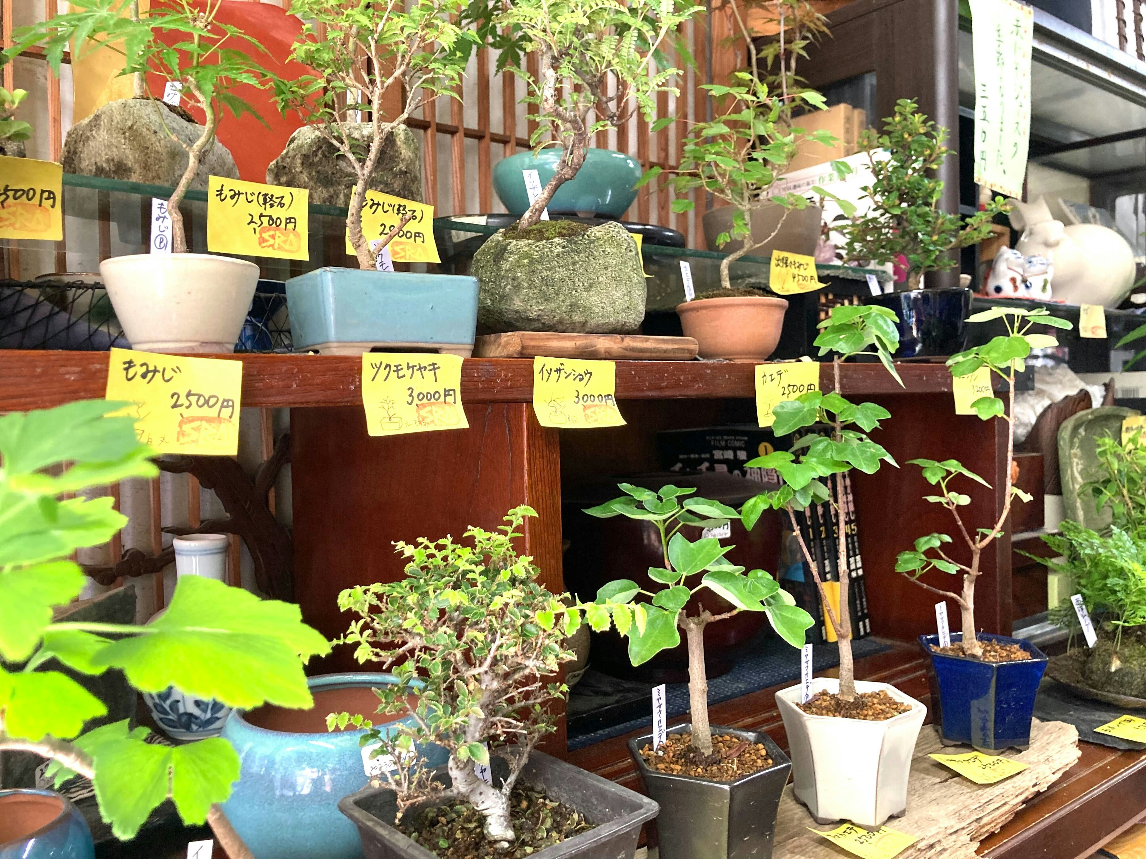 【実際に行って撮影してみた】店内に並べられたミニ盆栽と小品盆栽