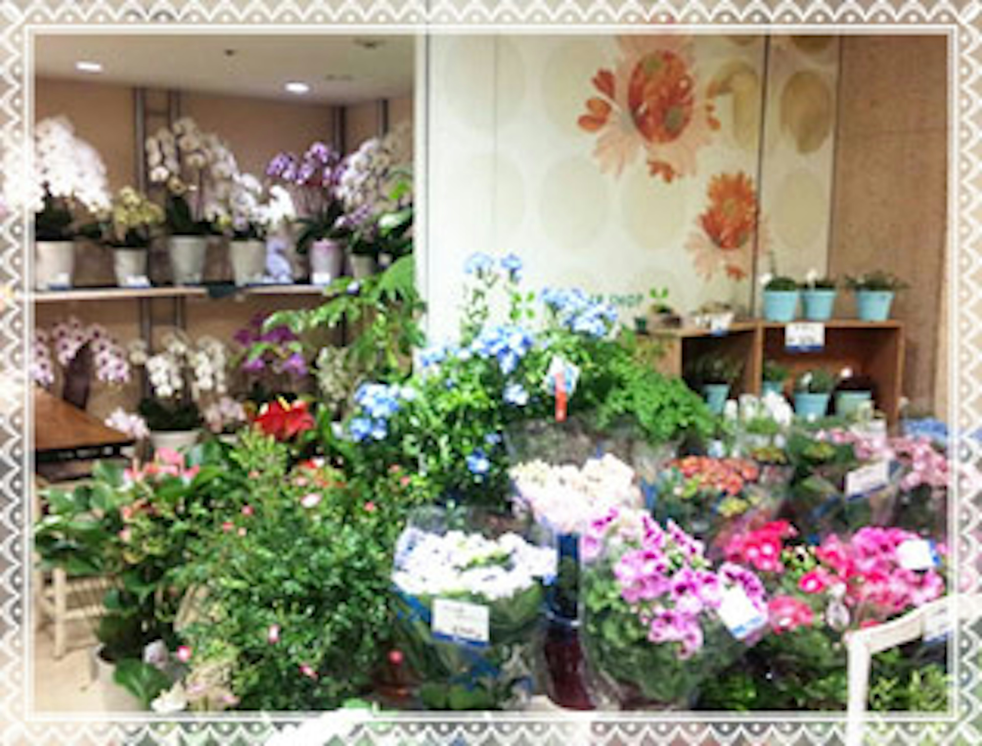 色とりどりの花が並ぶ、癒しの空間の花屋