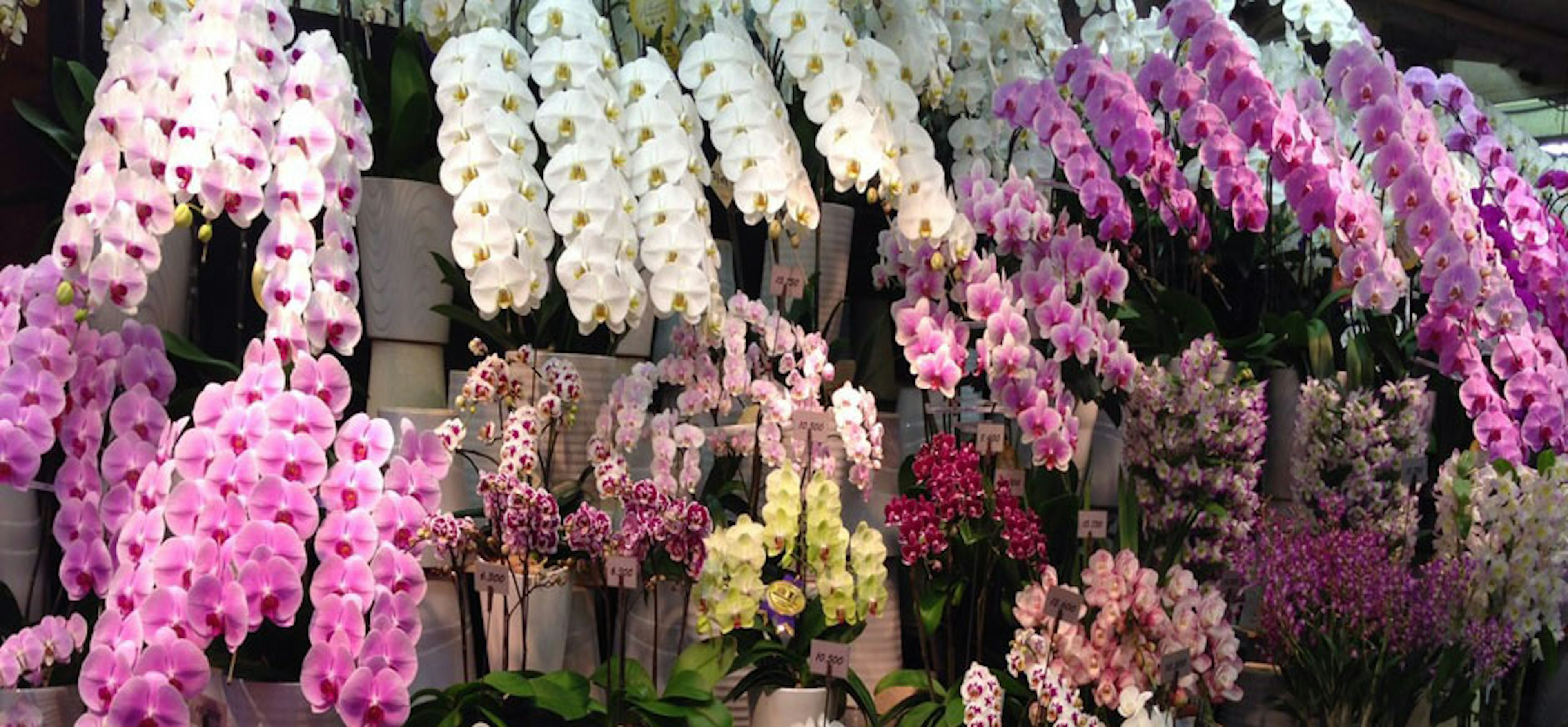色とりどりの蘭が並ぶ花屋で癒しのひとときを