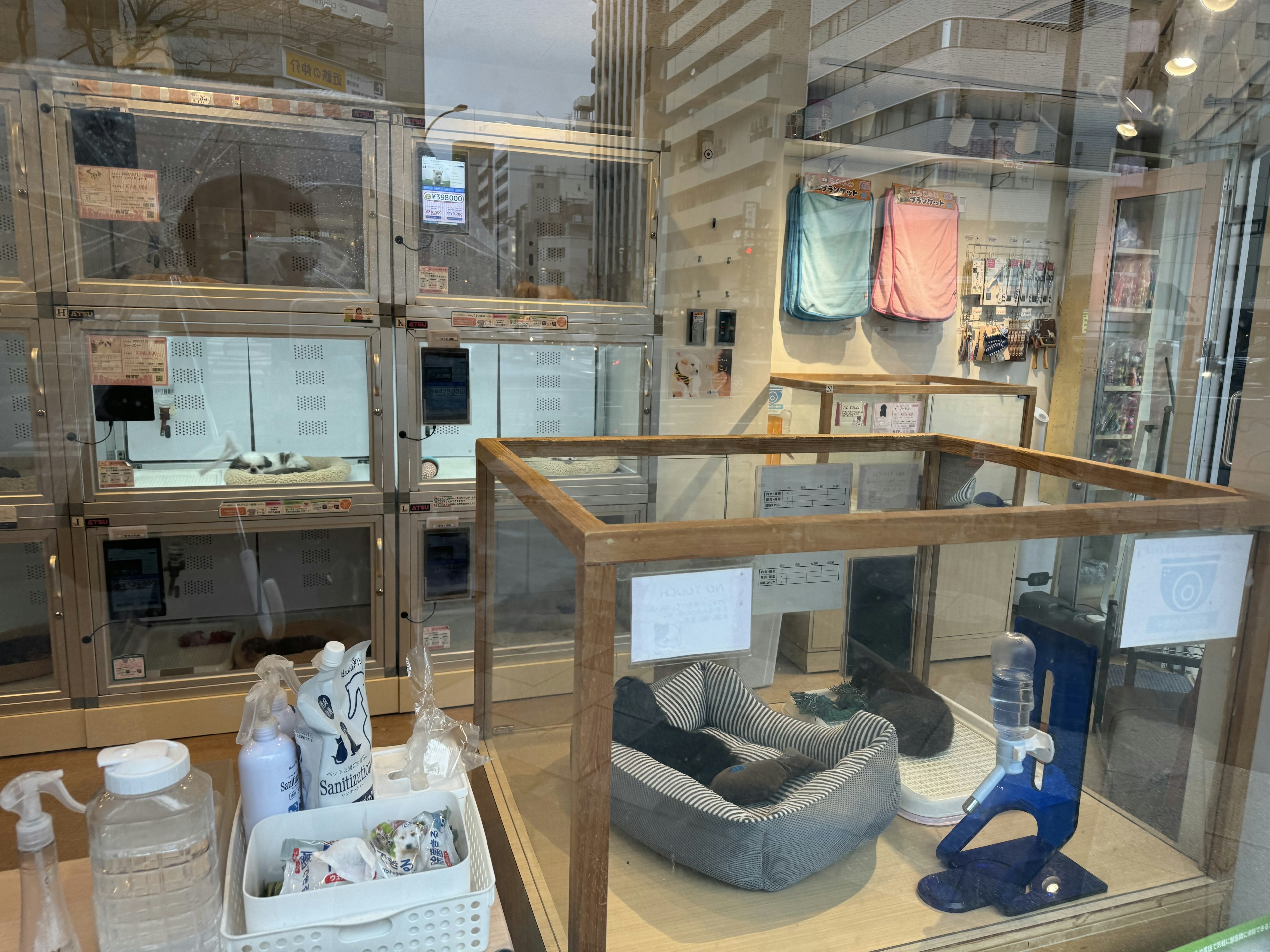 ペットショップCoo&RIKUの店内
