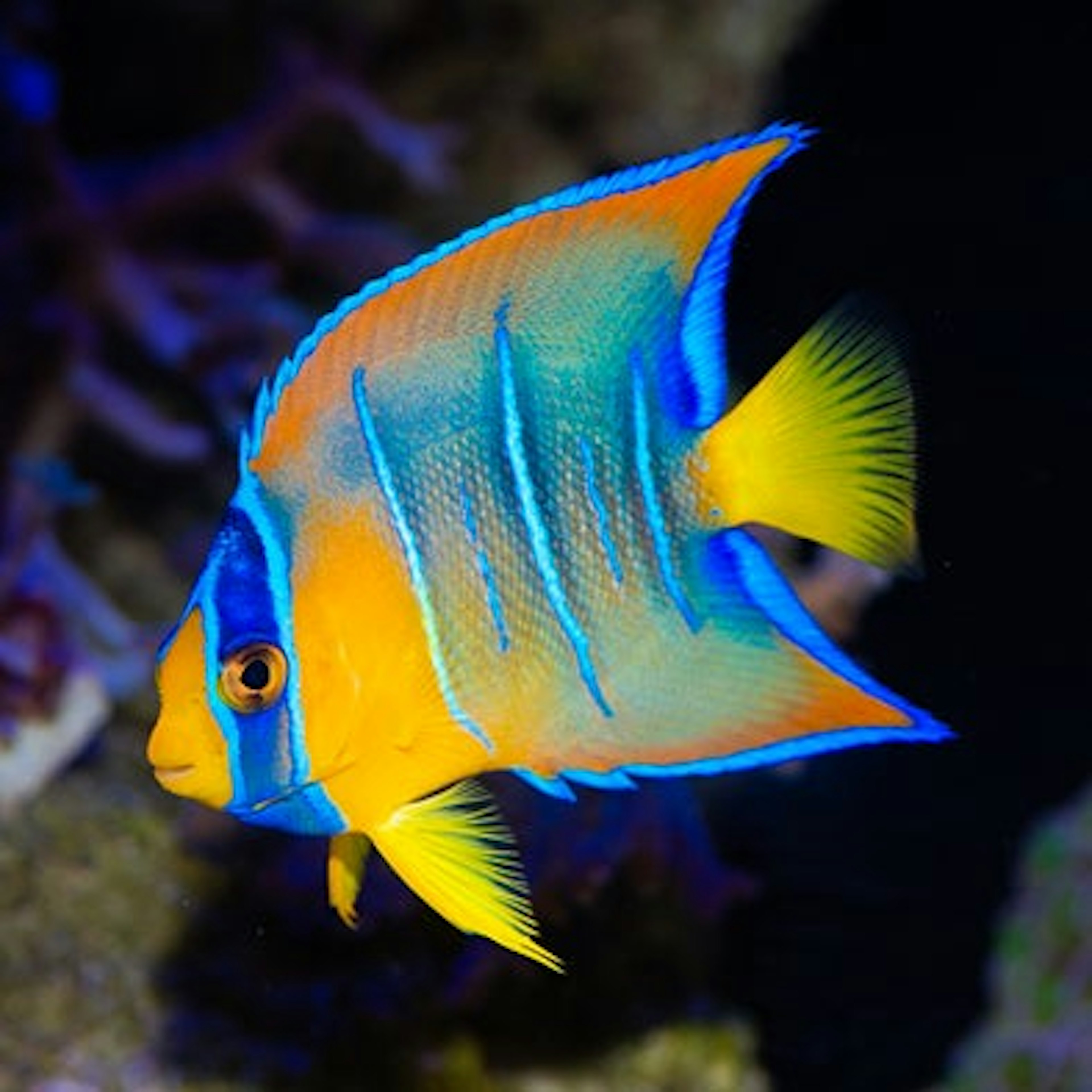 色鮮やかな熱帯魚が泳ぐペットショップの水槽