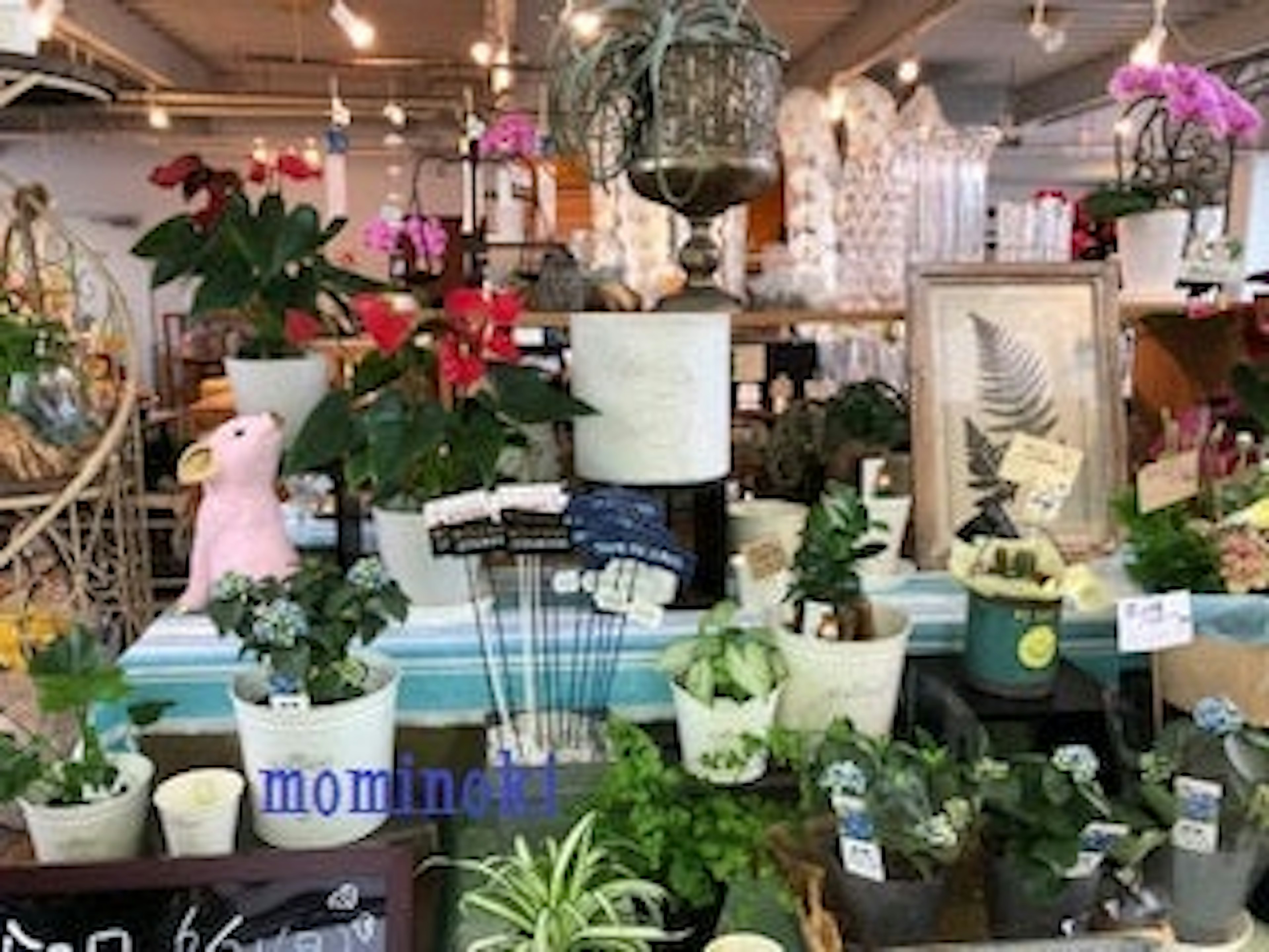 色とりどりの花と観葉植物が並ぶ素敵な花屋