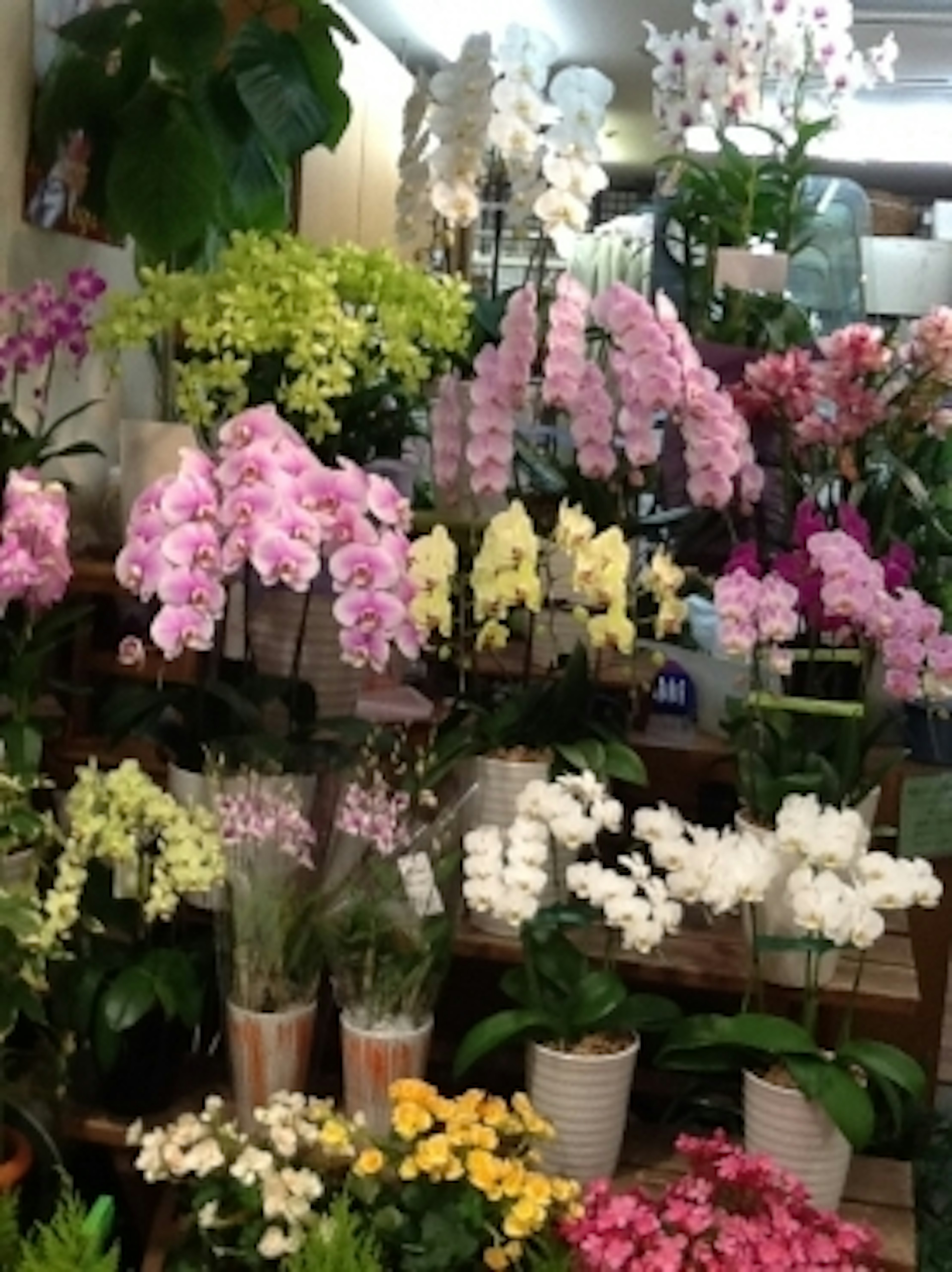 色とりどりの蘭が並ぶ花屋、癒しの空間です。