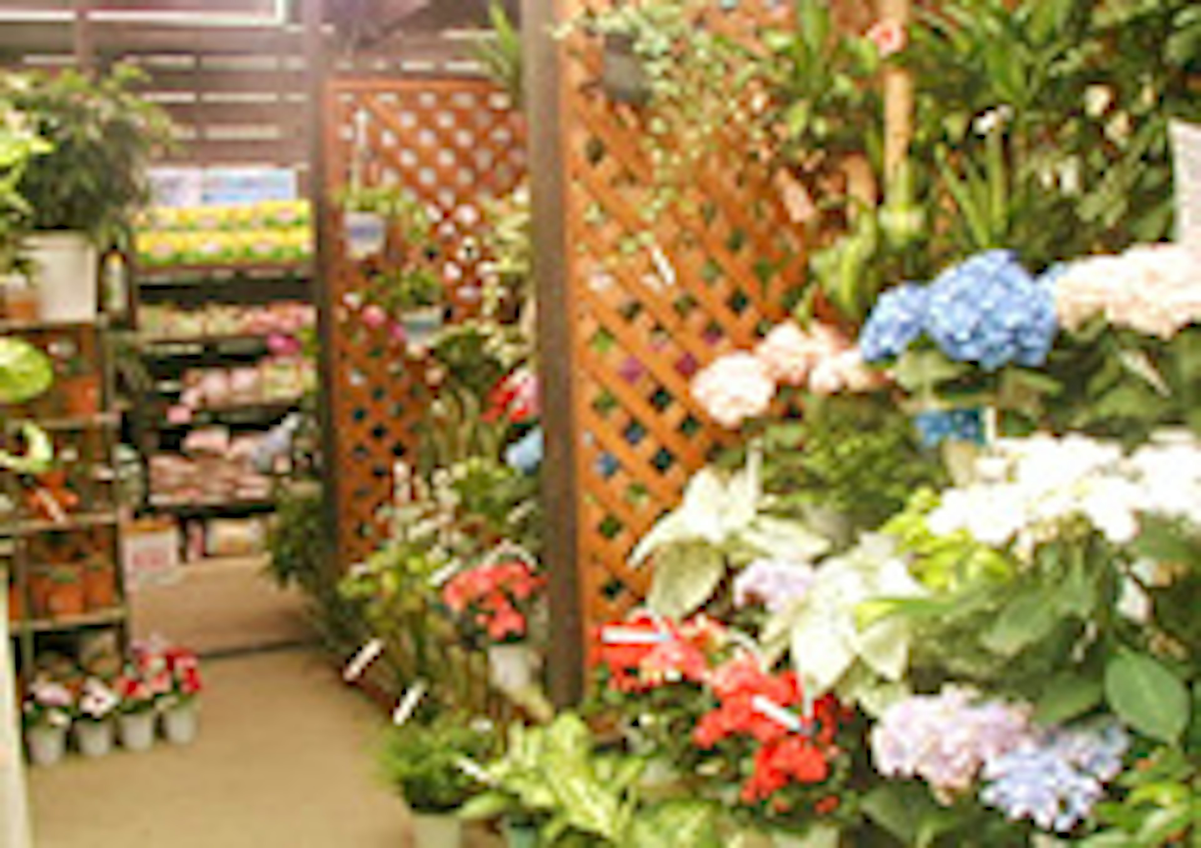 色とりどりの花が並ぶ、癒しの空間の花屋