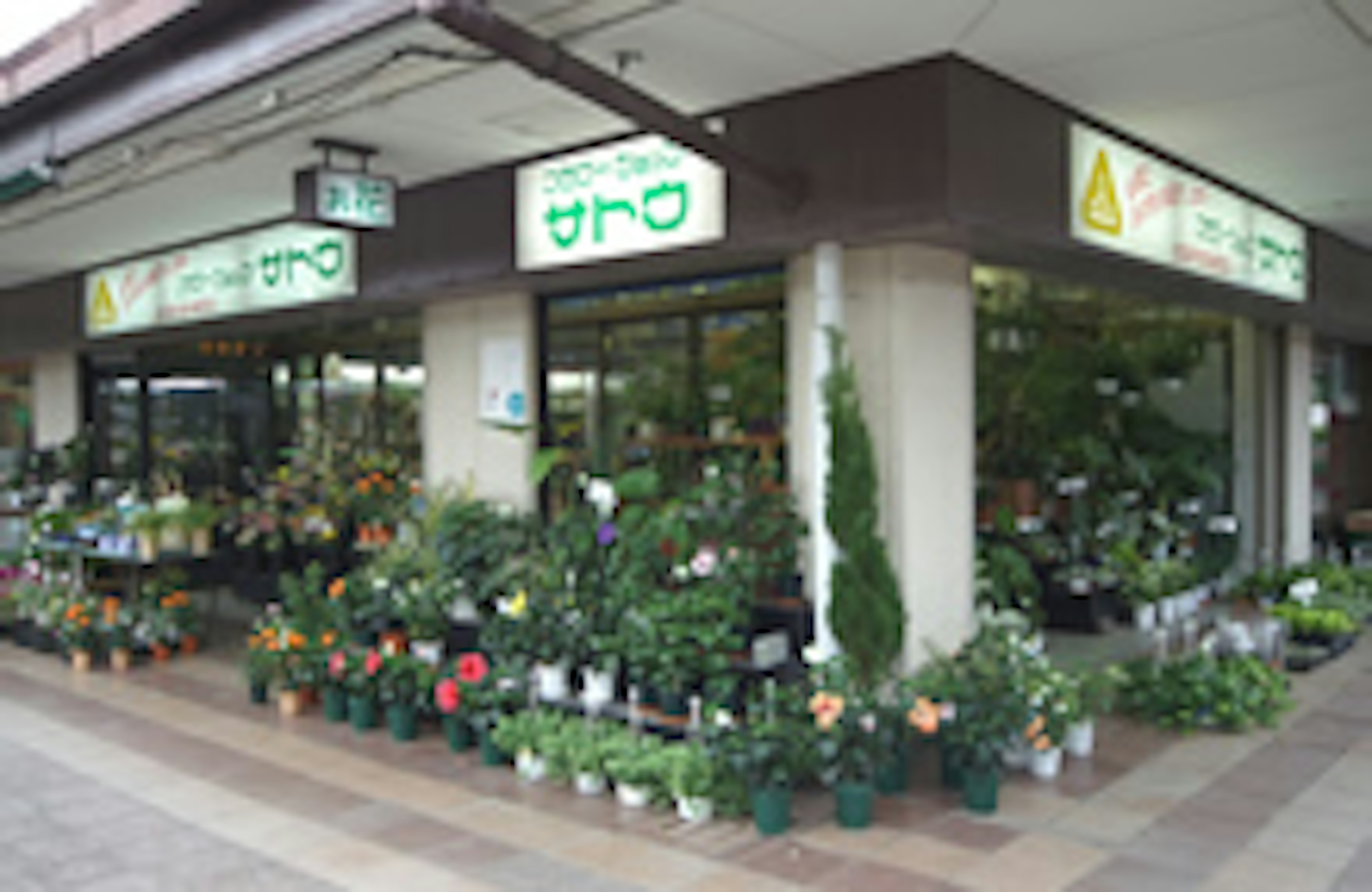 色とりどりの花々が並ぶ、心温まる街角の花屋