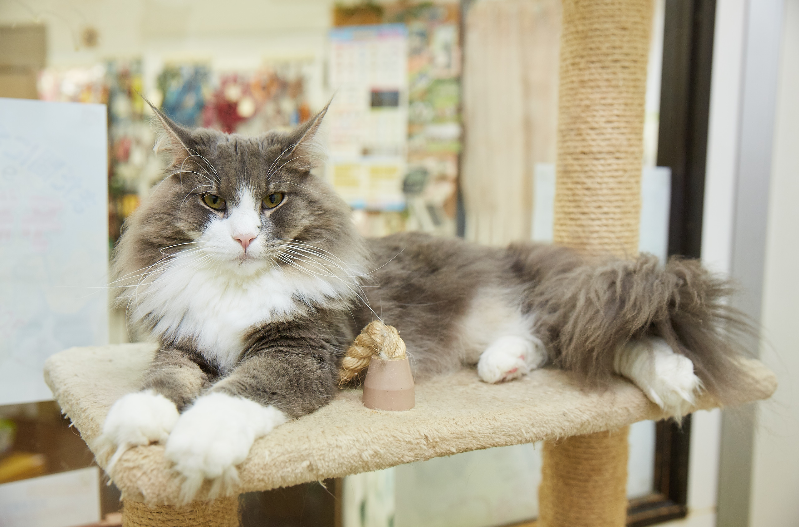 ねえ 会いに来て Zoo 渋谷サロン 渋谷 ペットショップ Pathee Epic