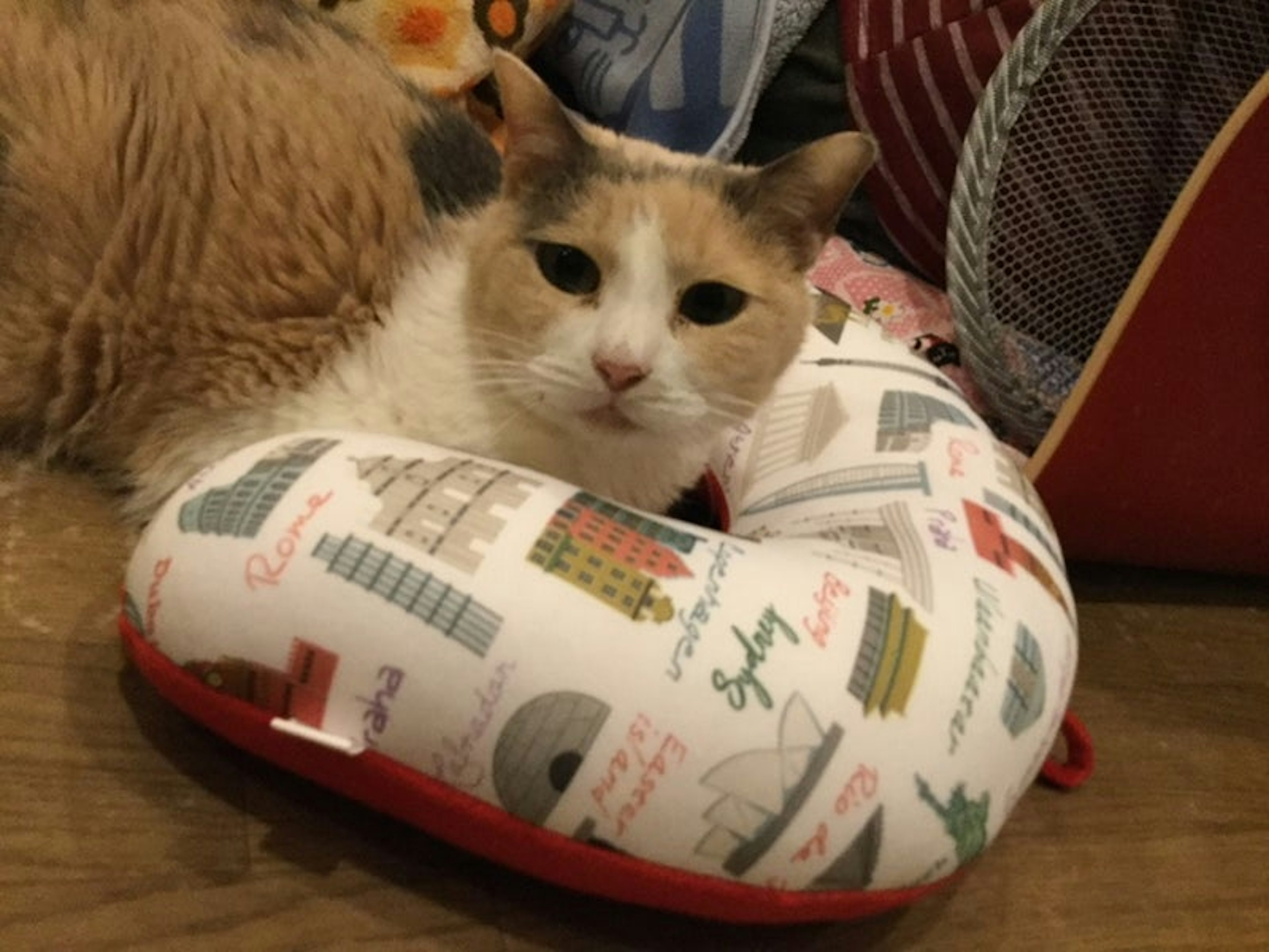 リラックスした猫と触れ合える癒しの動物カフェ