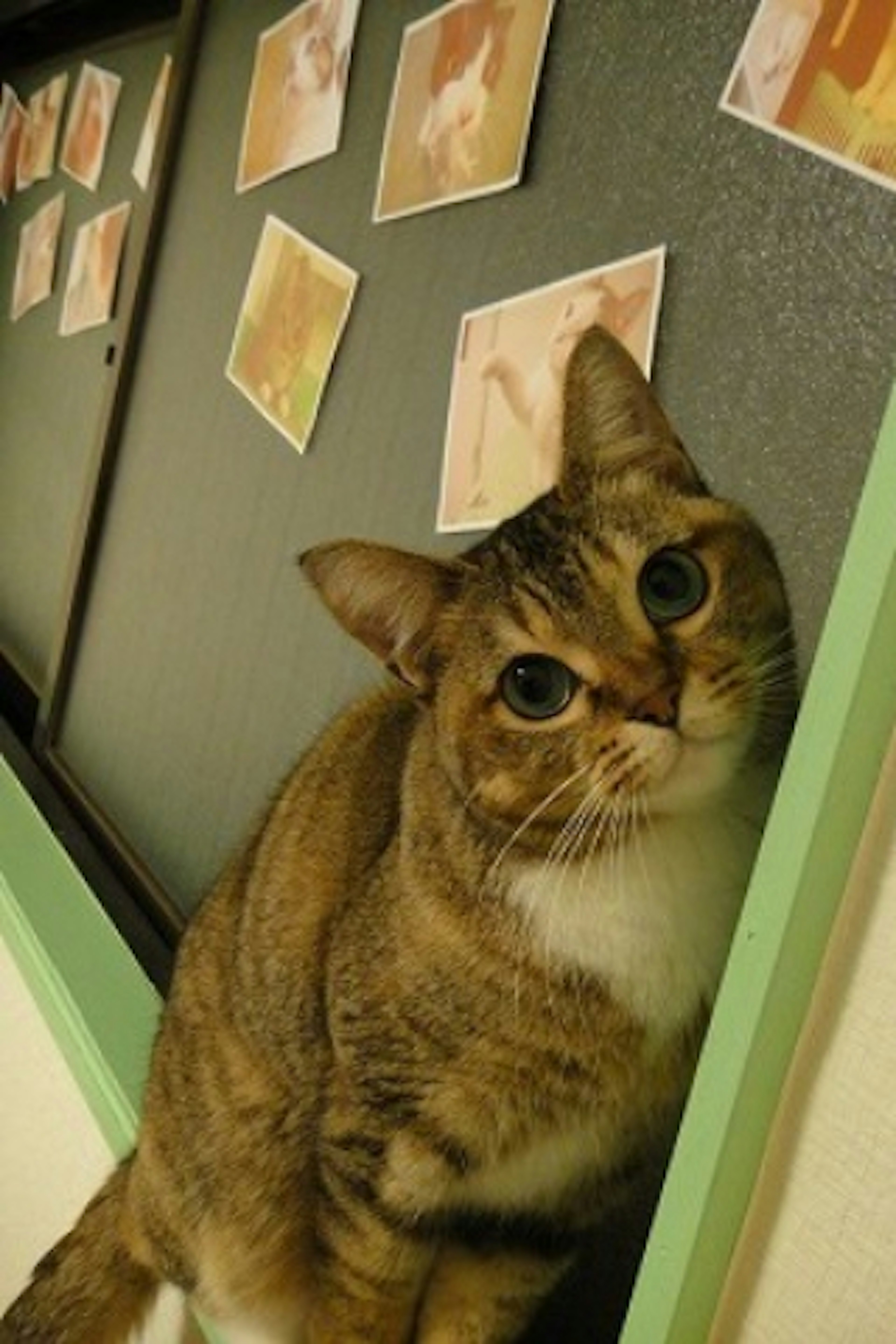 猫と遊べる癒しの屋内空間でリラックス体験
