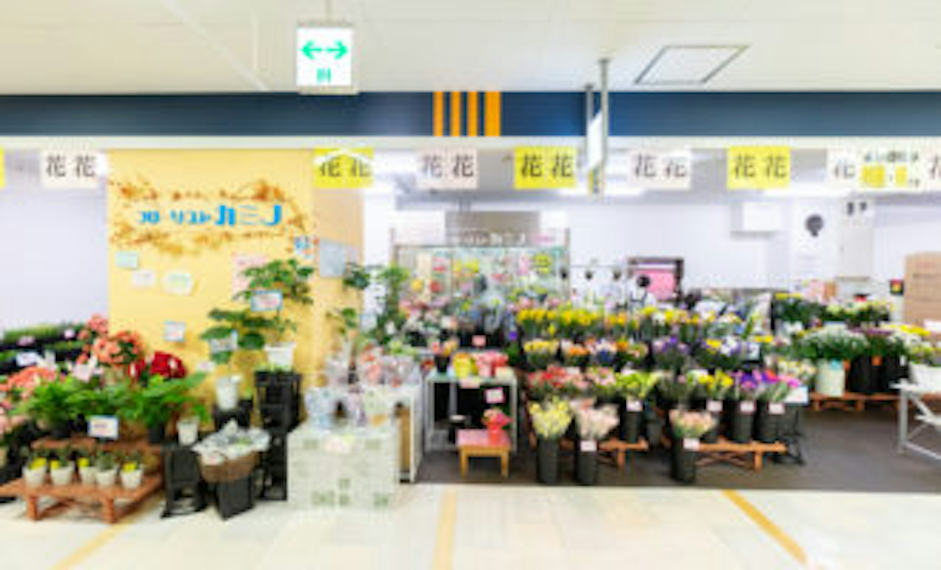 色とりどりの花が揃う、心温まる花屋の店内