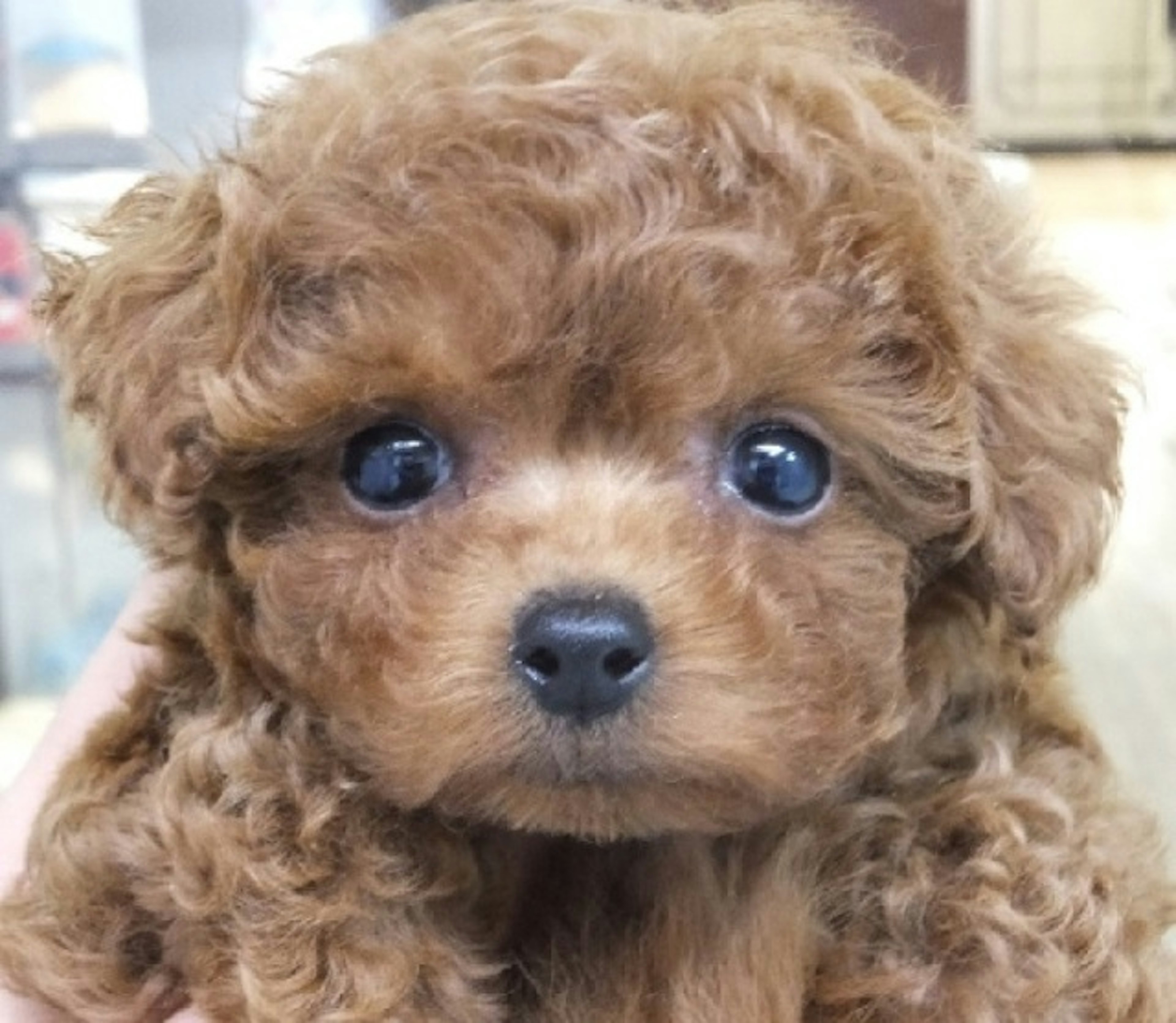 愛らしいトイプードルの子犬が待つペットショップ