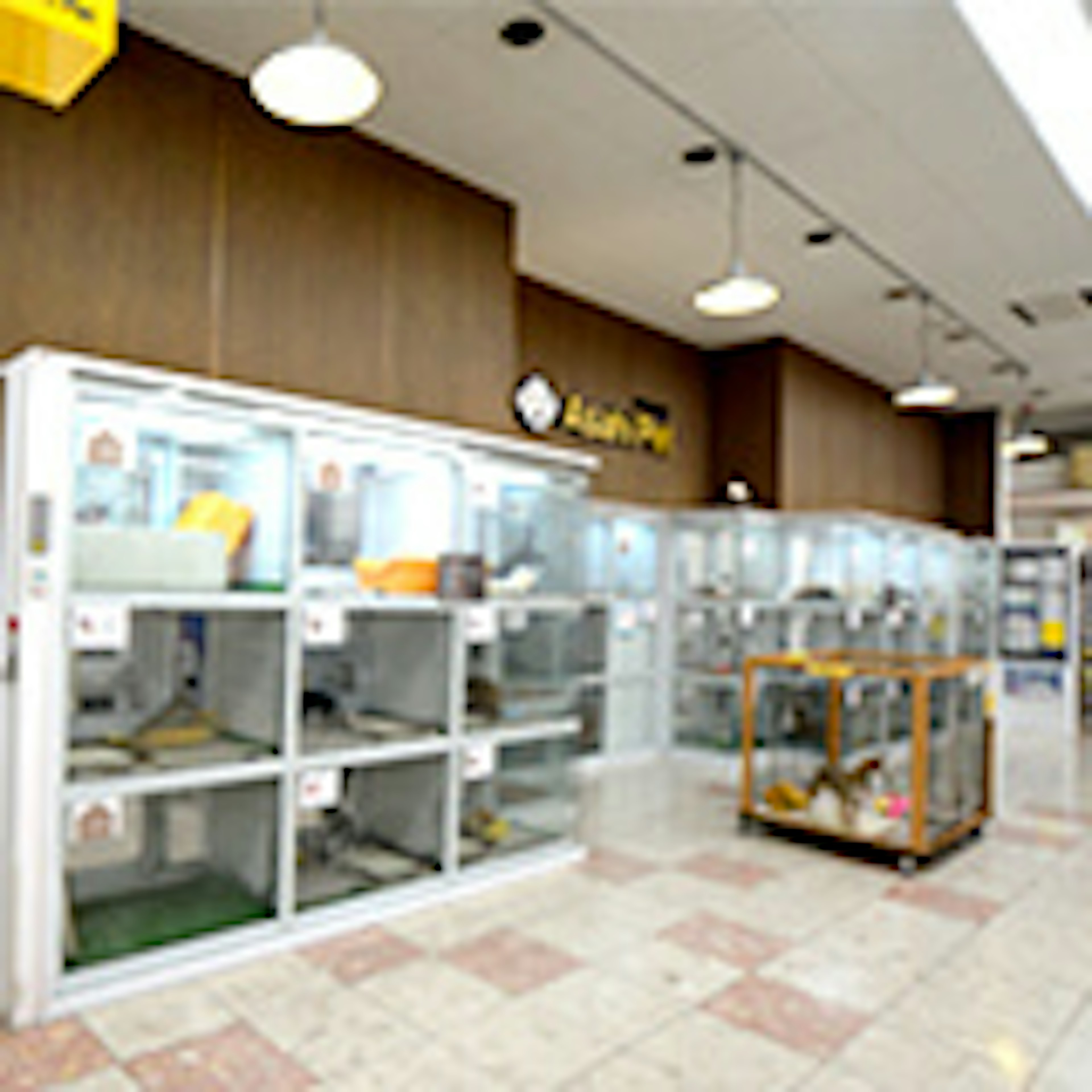 清潔で明るい店内でペットとの出会いを楽しめます