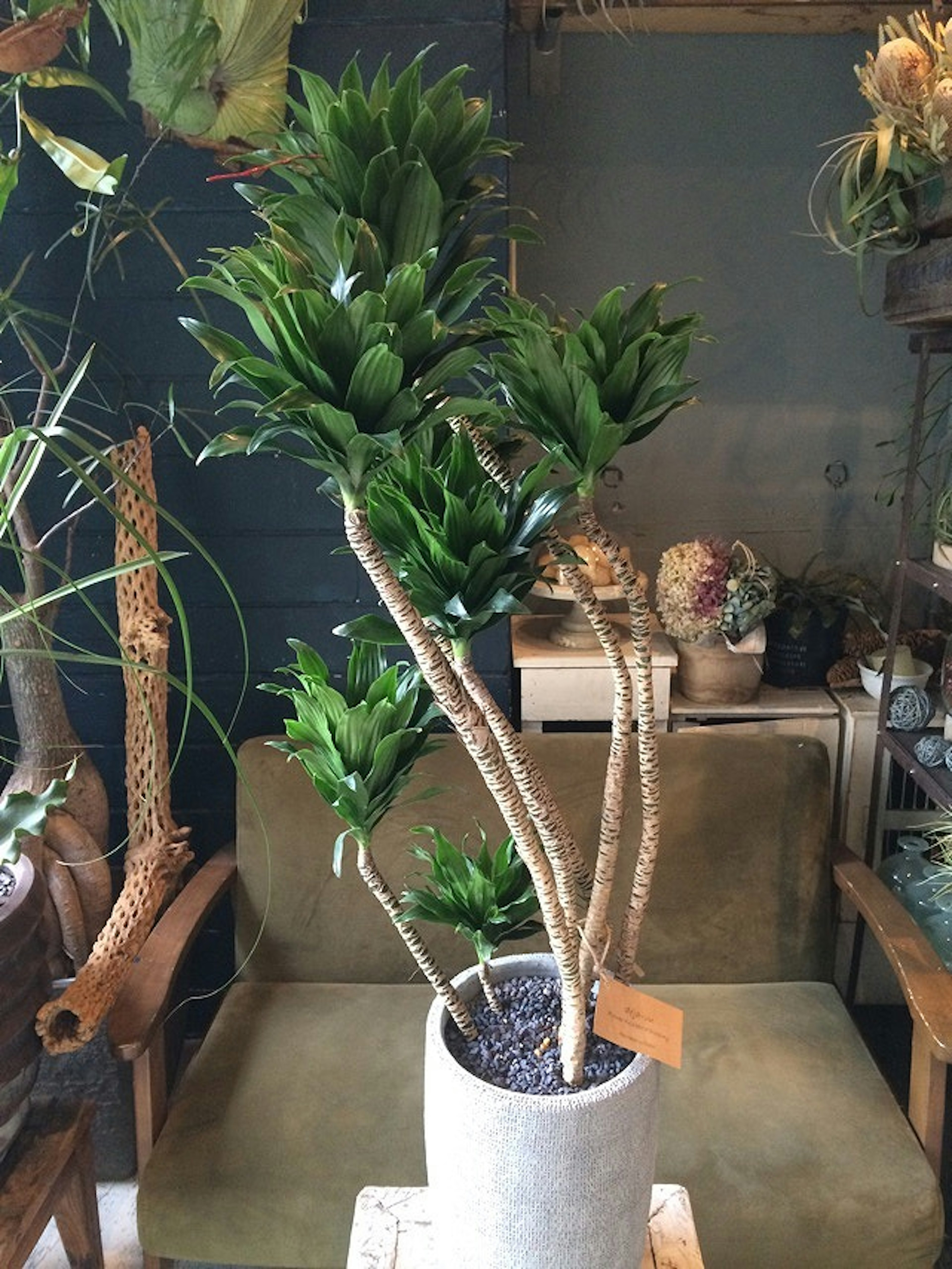 おしゃれなインテリアに最適な観葉植物が揃うガーデニングショップ