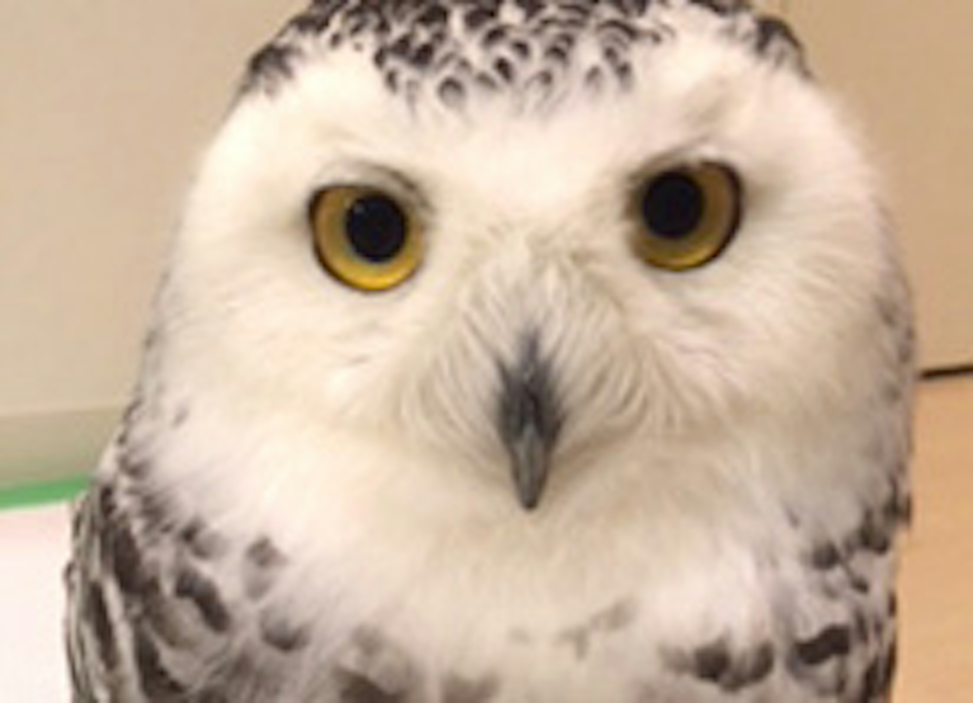 フクロウと触れ合える癒しの動物カフェ体験